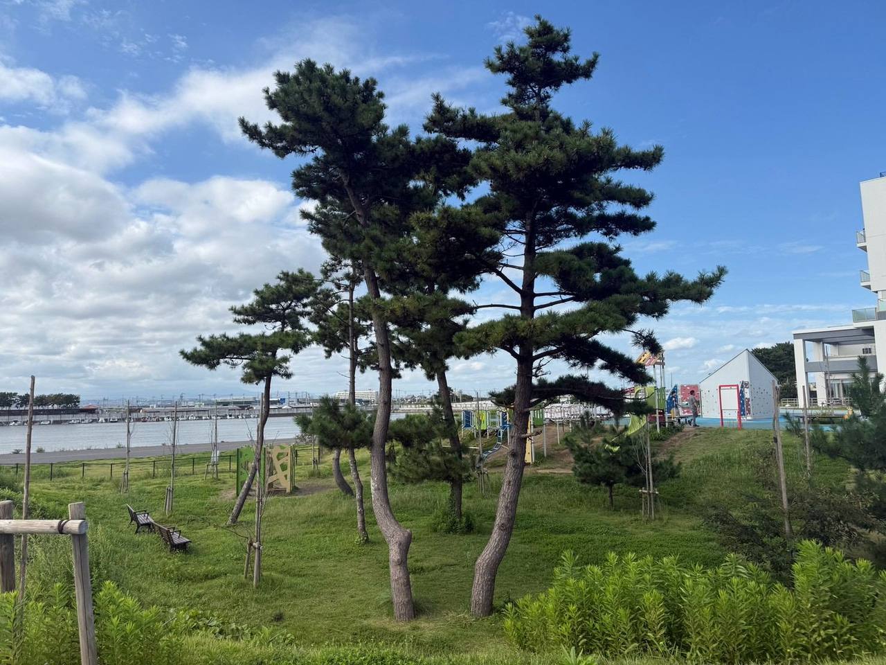 松林の広場